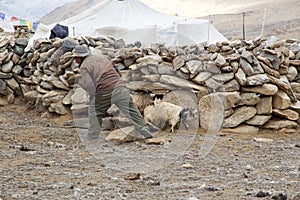 Nomad people in Ladakh, India