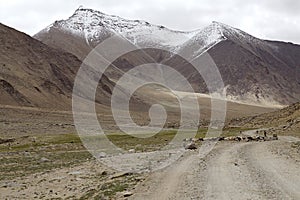 Nomad people in Ladakh, India