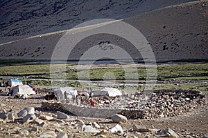 Nomad people in Ladakh, India