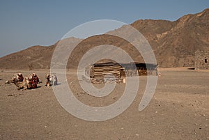 Nomad tent and camel in desert