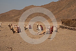 Nomad tent and camel in desert
