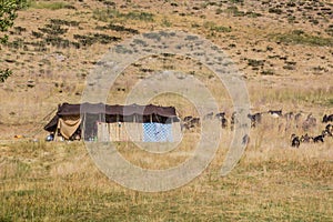 Nomad tent in Zagros mountains, Ir