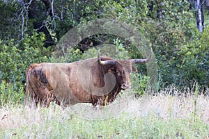 Nomad Texas Longhorn Bull