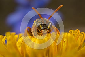 Nomada cuckoo-bee on a dandelion