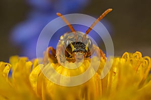 Nomada cuckoo-bee on a dandelion photo