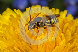 Nomada cuckoo-bee on a dandelion photo