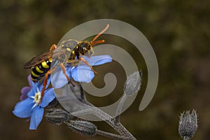 Nomada cuckoo-bee photo