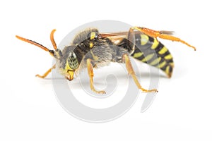 Nomada Cuckoo Bee photo