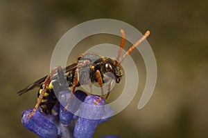 Nomada cuckoo bee photo