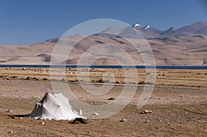 Nomadic tent at Tso Moriri plateau, Ladakh, India