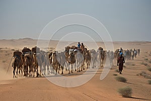 nomadic tribe making its way across the desert, with camels and goats in tow