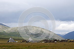 Nomadic Tsaatan home in northern Mongolia photo