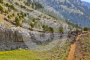 Nomads go to the plateau to graze their goats in Alacabel region of Akseki. Antalya-Turkey