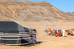 Nomads harnessing riding camels in the desert with traditional bedouins tent in the foreground, Al Ula, Saudi Arabia