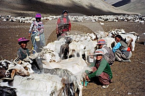 Nomads in Ladakh, India