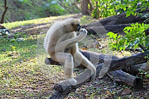 Nomascus concolor. The female Barnacle Gibbon eating a banana