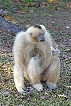 Nomascus concolor. Female white-cheeked Gibbon holding a banana
