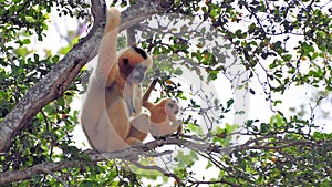 Nomascus, young Gibbon monkey and mother