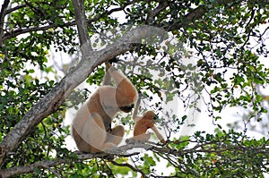 Nomascus, young white-cheeked Gibbon and mother