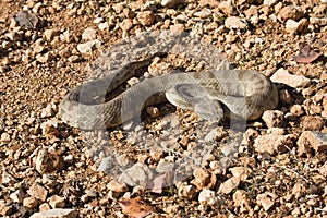 Nominotypical Levantine viper, Viera l. lebetina, Cyprus