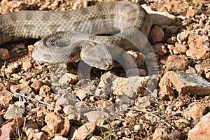 Nominotypical Levantine viper, Viera l. lebetina, Cyprus photo