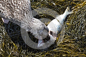A non adult American Herring Gull eating a fish in seaweed.