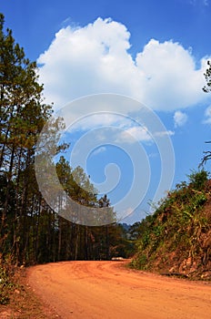 Non-Asphalt Paved Road with Pine Forest and Cloudy Blue Sky