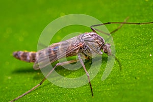 A non-biting Midge rests on a leaf