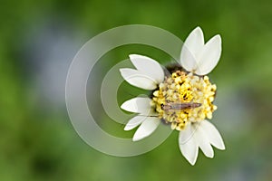 Non-biting midge sitting on Mexican Daisy flower and sucking pollen