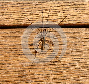 Non-biting midge on wooden background