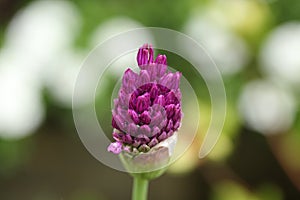 Non blooming Allium `Purple Sensation`