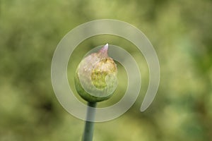 Non blooming Allium `Purple Sensation`