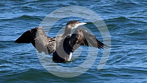 Non-breading common loon flapping wings