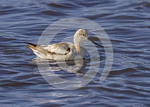 Non-breeding adult American avocet Recurvirostra americana swimming