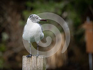 Laughing gull posing