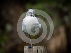Laughing gull posing