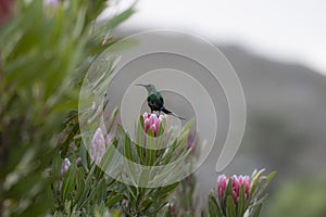 Non breeding malachite sunbird Nectarinia famosa