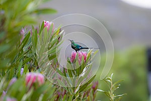 Non breeding malachite sunbird Nectarinia famosa looking left, sitting on pink protea flower