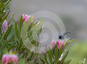 Non breeding malachite sunbird Nectarinia famosa looking right