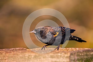 A non breeding red winged blackbird perches on a platform feeder