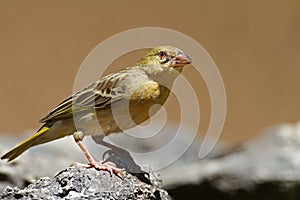 Non-breeding Southern Masked-Weaver