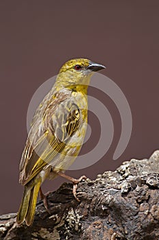 Non-breeding Southern Masked-Weaver