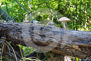 Non edible mushroom grows from log