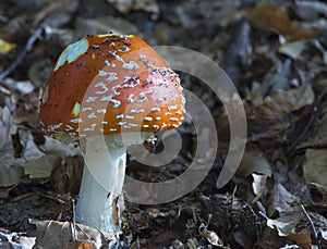 Non edible mushroom in italian wood during autumn