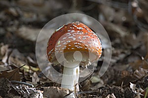 A non edible mushroom in the wood