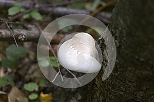 A non edible mushroom in the wood