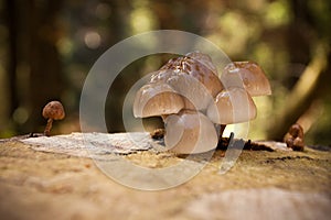 Non-edible mushrooms