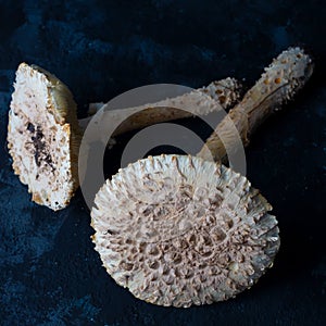 non-edible poisonous large white mushrooms on a dark background