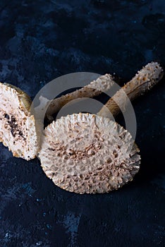 non-edible poisonous large white mushrooms on a dark background