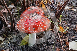Non-edible poisonous red mushroom Amanita in a forest clearing among the grass, twigs and leaves of the forest